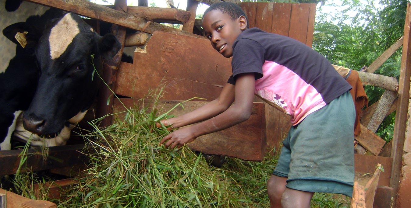 Child participation in animal husbandry